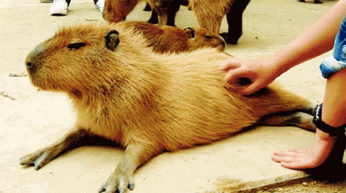 capybara-relax.gif