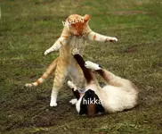 IMG_20211025_132533.webp