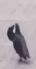 1691522184683.webp