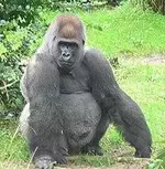 Male_silverback_Gorilla.webp