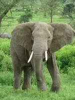 Elephant_near_ndutu.webp