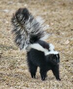 Skunk_about_to_spray.jpg