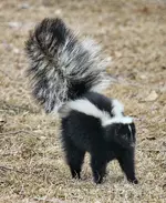 Skunk_about_to_spray.webp