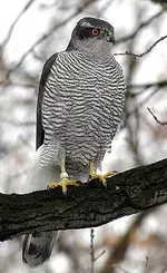 245px-Northern_Goshawk_ad_M2.webp