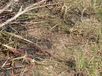 P5260840a.webp P5260840a.webp