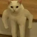 1740955059979.webp