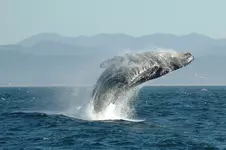 Jumping_Humpback_whale.webp