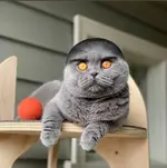 6666666666.webp