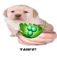 Caelifera_Thelonious*