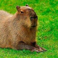 ᴍᴀɴsᴜʀ ᴅᴇsɪɢɴᴇʀ ♡