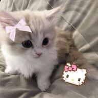 Мяу-Мяу!