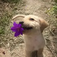 disntgr