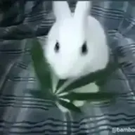 KETAMINE