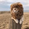 Маркус Шелби