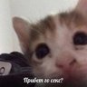 tatarin.incrible