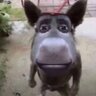 Egor_Meen