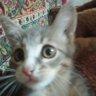 MatveyCat