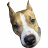 Shuler_Shelegin