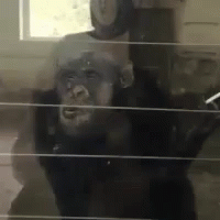 nodding-smoking-monkey-approves.gif